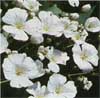 wf_babysbreath.jpg